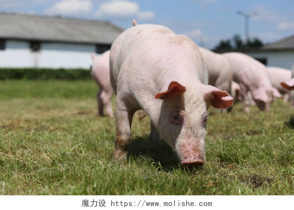 农场的小猪在吃草在农场的仔猪。小小的仔猪家庭。可爱的宠物